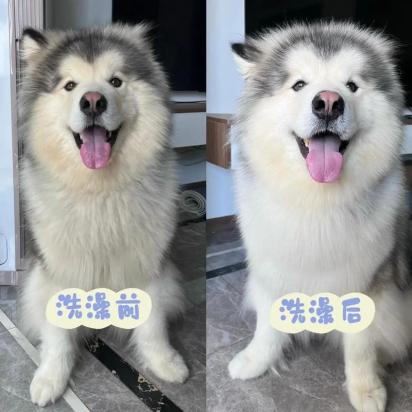 怎么给狗洗澡-图1