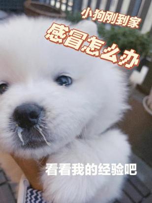 狗狗感冒发烧会自己好吗