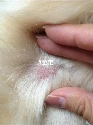 狗狗的皮肤病会相互传染吗-图1