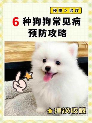 狗狗如何预防细小病发生-图1