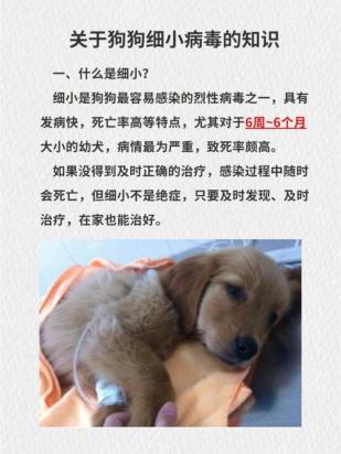 狗什么情况下得细小-图1