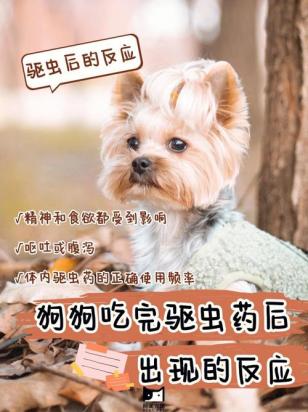 狗狗驱虫后不吃东西怎么办啊-图1