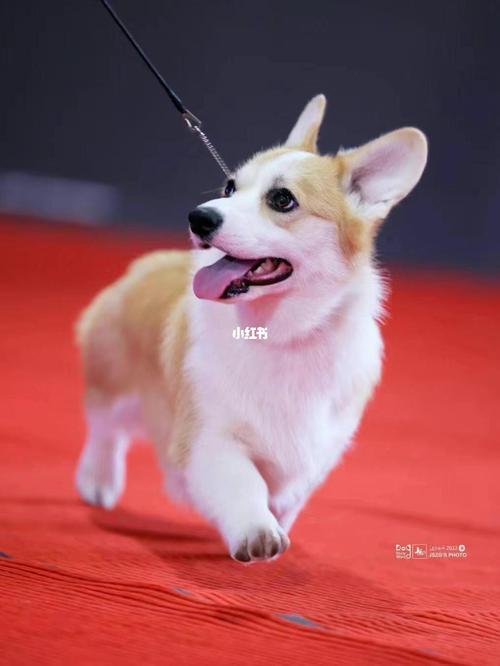 500元的柯基犬是真的吗-图1