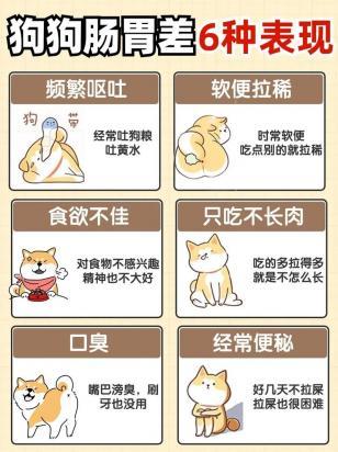 宠物狗狗拉稀怎么办啊