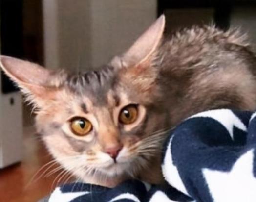 猫飞机耳代表什么