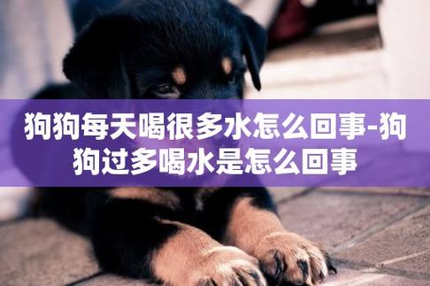 狗狗不吃东西光喝水什么原因引起的-图1