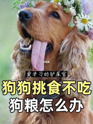 狗狗特别挑食怎么办，不吃狗粮-图1