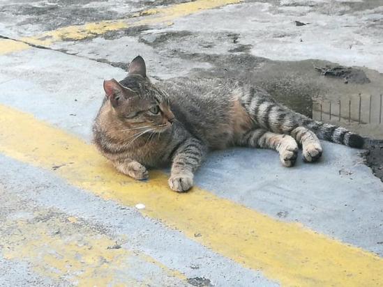 狸花猫快死前的征兆有哪些-图1