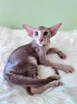 500元的东方短毛猫是真的吗-图1