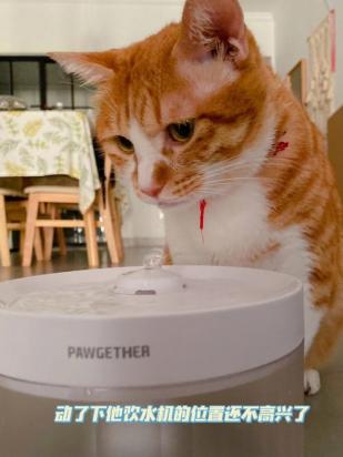 猫和狗能共用一个碗喝水吗-图1