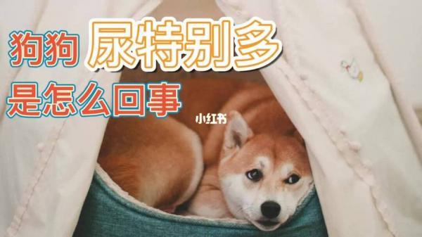 狗狗尿多尿液像清水量大怎么办-图1