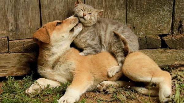 猫狗之间会产生感情吗