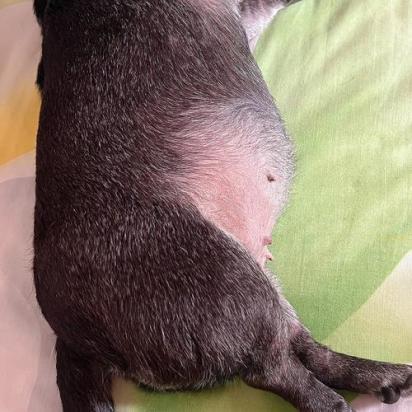 狗狗肚子胀硬什么原因引起的