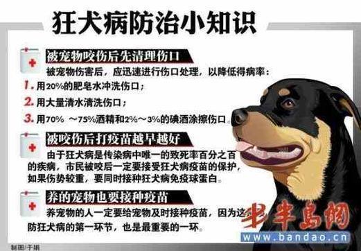 所有狗都携带狂犬病毒吗会传染吗-图1