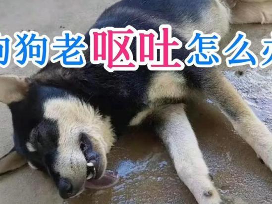 狗为什么不吃不喝,还吐是怎么回事-图1