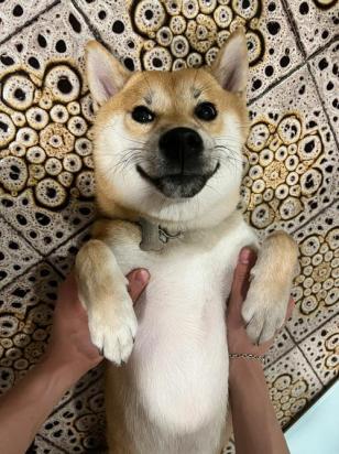 柴犬害怕一直吐舌头怎么办-图1