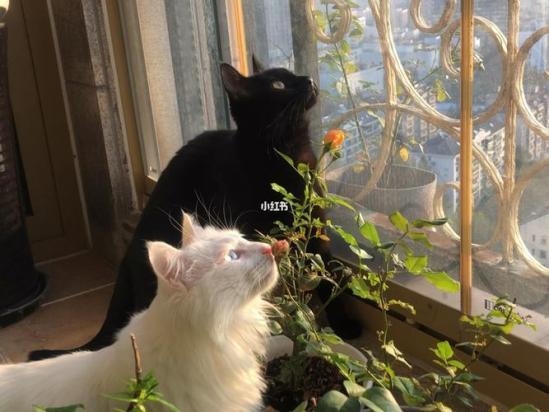 猫和花在一起的配文-图1