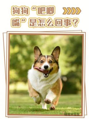 狗狗老吧唧嘴咽唾沫怎么回事-图1