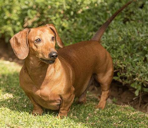 5个月的腊肠犬好养活吗-图1