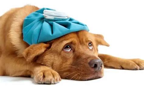 犬瘟会传染给狗吗怎么治疗