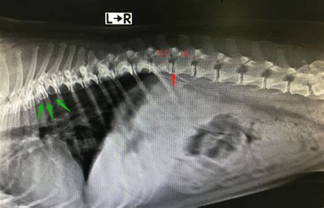 泰迪狗腰椎间盘突出的症状