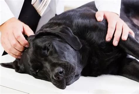 狗狗脖子一侧肌肉跳动抽搐怎么才能治好