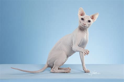 500元的斯芬克斯猫是真的吗-图1