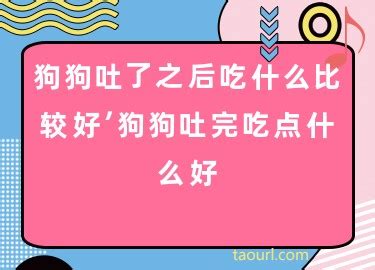 狗狗吐了之后吃什么比较好