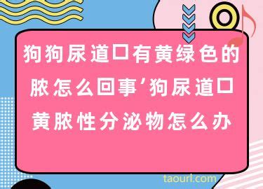 狗尿道口黄脓性分泌物是怎么回事