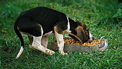 犬瘟狗狗一直哼哼的叫怎么办-图1