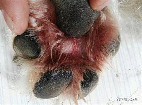 狗狗指尖囊肿怎么治疗最好-图1