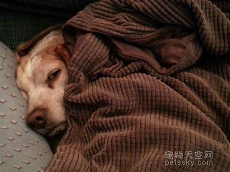 小狗狗没精神想睡觉是咋回事-图1