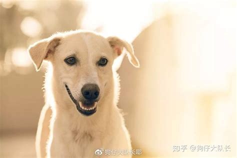 八岁狗狗有点憋不住尿了正常吗-图1