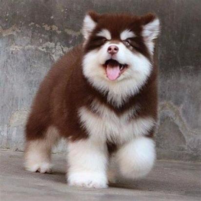 阿拉斯加幼犬应激反应有哪些-图1