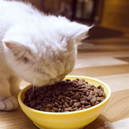 猫粮小狗可不可以吃