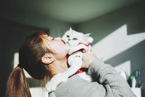 猫和人的感情句子-图1
