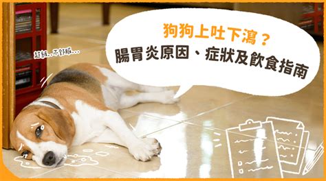 狗狗肠胃炎恢复期饮食注意事项-图1