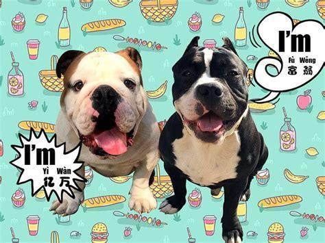 5个月的英国斗牛犬好养活吗-图1