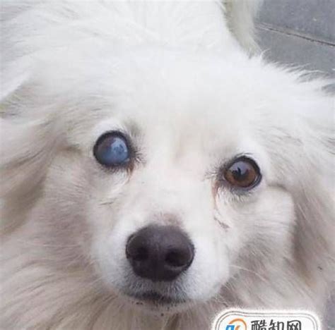 狗突然整个黑眼球都白了怎么回事-图1