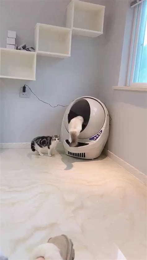 家里猫总在卫生间嚎叫-图1