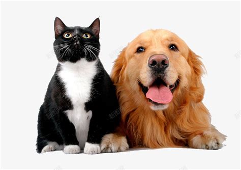 猫和狗一起喝水会传染病