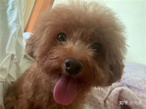 狗狗神经痛是啥表现怎么治疗-图1