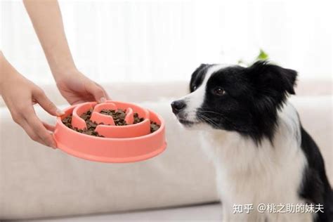 小狗喂驱虫药后多长时间吃东西-图1