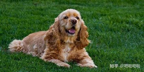 500元的可卡犬是真的吗-图1