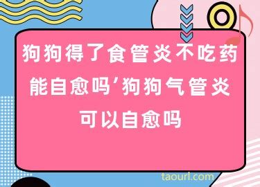 狗狗得了咽喉炎有什么症状？能自愈吗？-图1