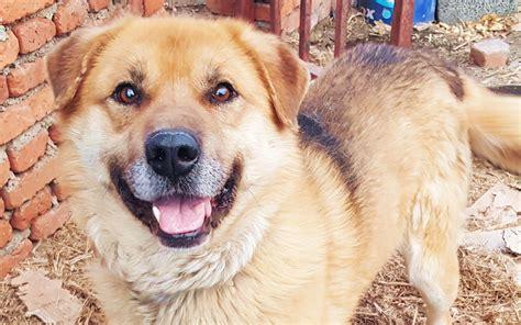 5个月的中华田园犬好养活吗