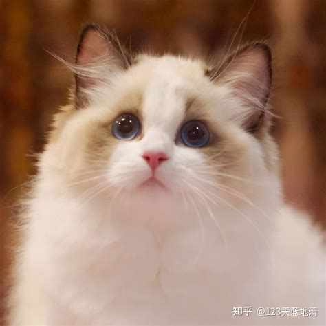 500元的布偶猫是真的吗-图1
