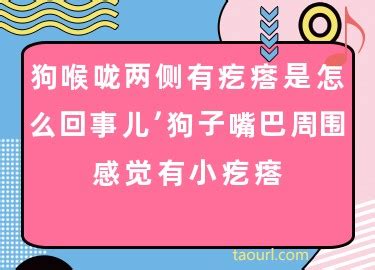 狗喉咙处有硬块怎么回事-图1