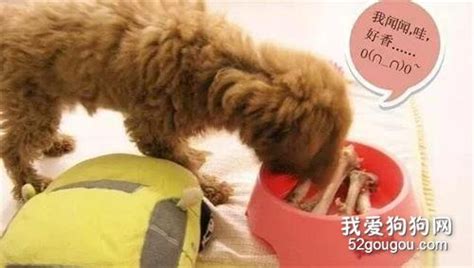 狗狗流产几天能排干净-图1