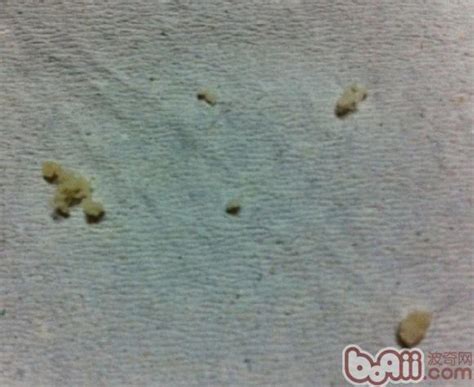 狗狗皮肤上挤出脂肪粒-图1